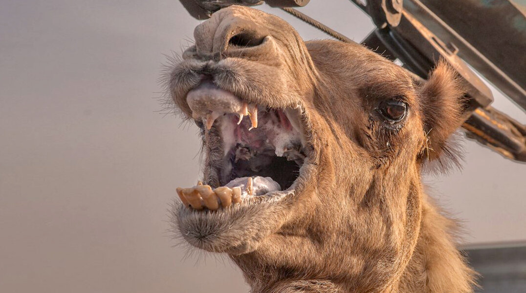 В Омской области верблюд забил сторожа насмерть