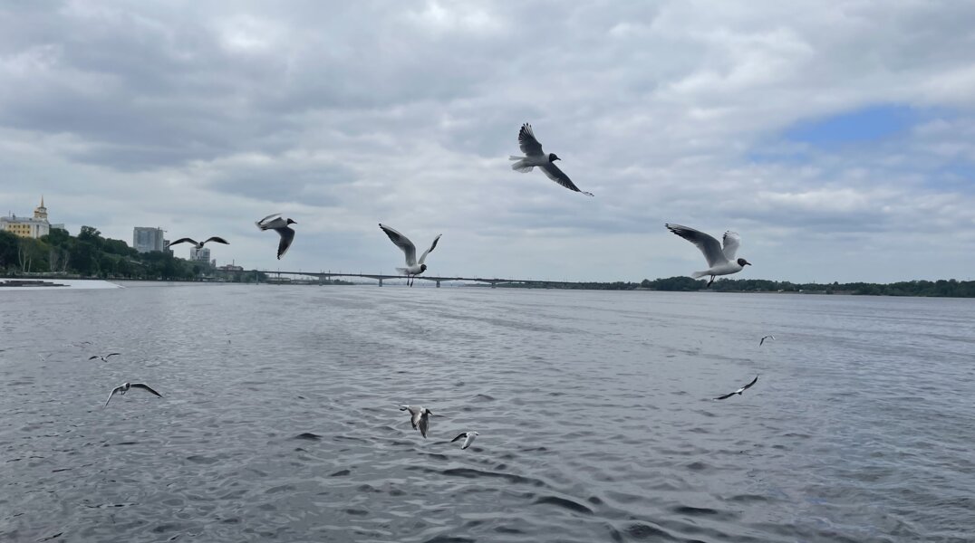 В Прикамье могут разрешить охоту на чаек и ворон