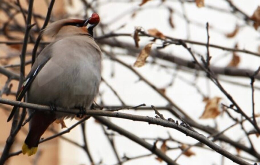 За 2023 год в пермских лесах установлено 80 дуплянок и кормушек для птиц