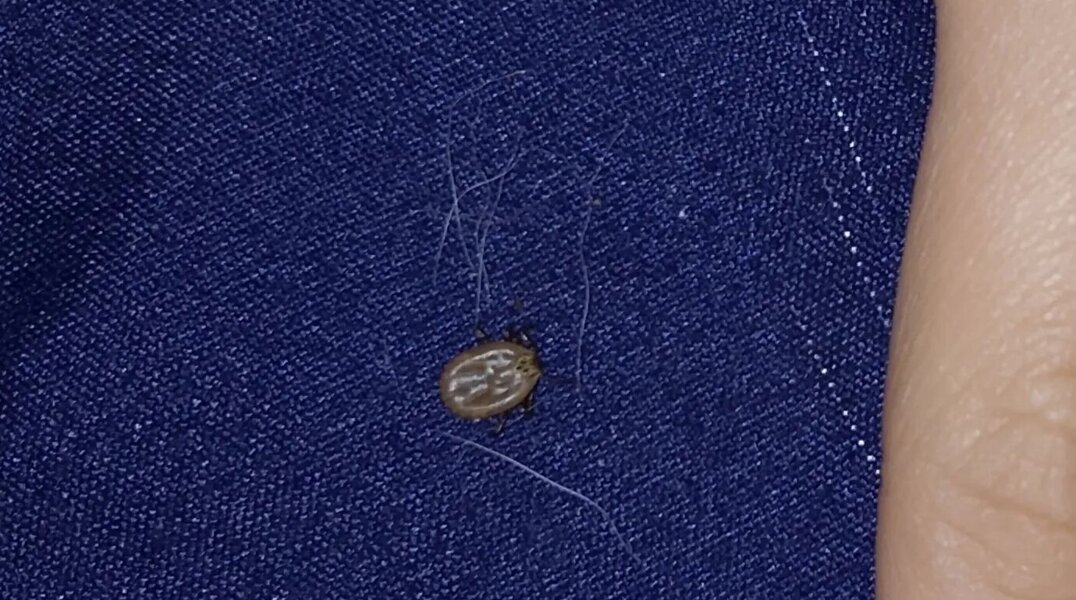 Пермяки обнаружили в Закамске проснувшихся клещей