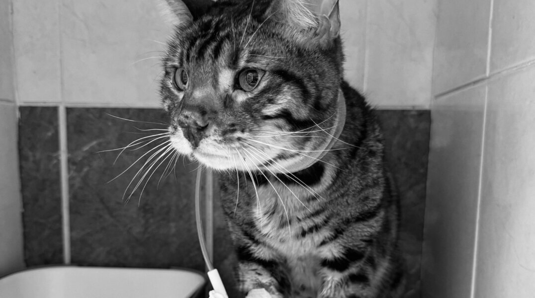 В пермском приюте скончался оставленный хозяевами бенгальский кот