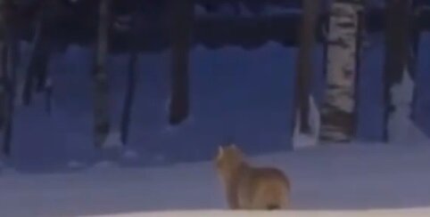 В Губахе Пермского края заметили рысь