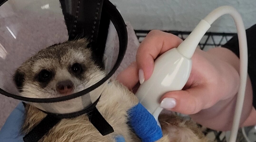 В Перми поймали бешеного суриката, который бросался на людей