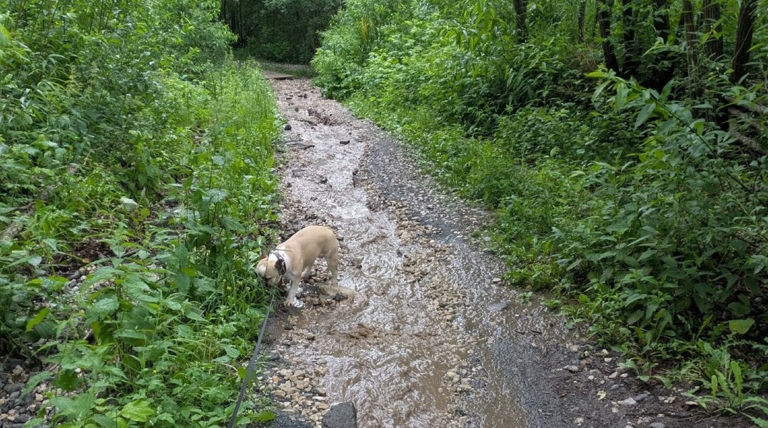 В Перми после сильного ливня размыло экотропу в Саду Соловьев
