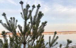 Аномальная жара и туман надвигаются на Пермский край 