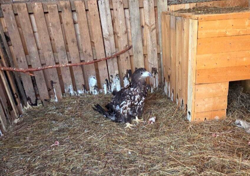 Из скандально известного приюта для животных в Перми изъяли орлана-белохвоста