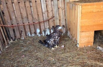 Пермский приют для животных оштрафовали за ненадлежащее содержание орлана-белохвоста