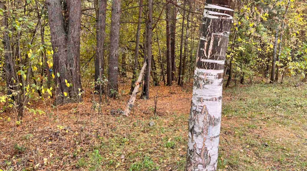 В кунгурском лесу заблудилась молодая женщина