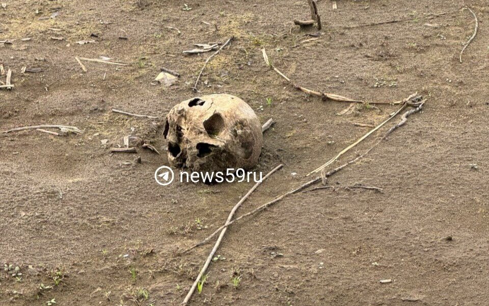 В Прикамье на берегу Камы обнаружили человеческий череп