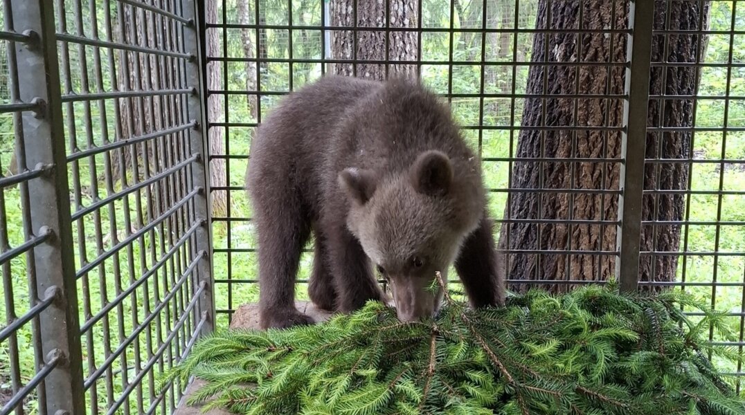 В Центре спасения медвежат Тверской области рассказали о найденной в Прикамье медведице