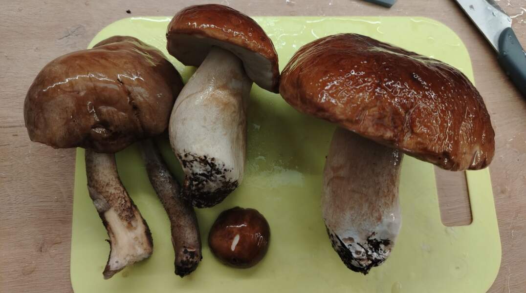 грибы