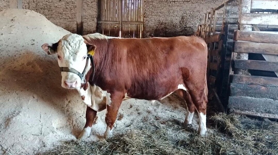 Гигантский бык из Прикамья признан лучшим на всероссийском агрофоруме