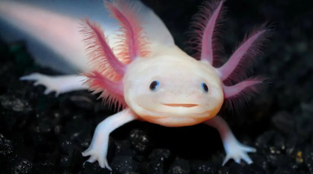 Топ-7 необычных домашних животных, которые пермяки продают на «Авито»