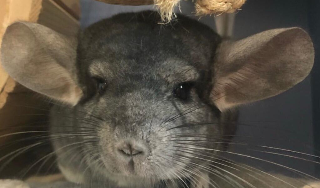 Житель Пермского края пошел под суд за хранение конопли для шиншилл