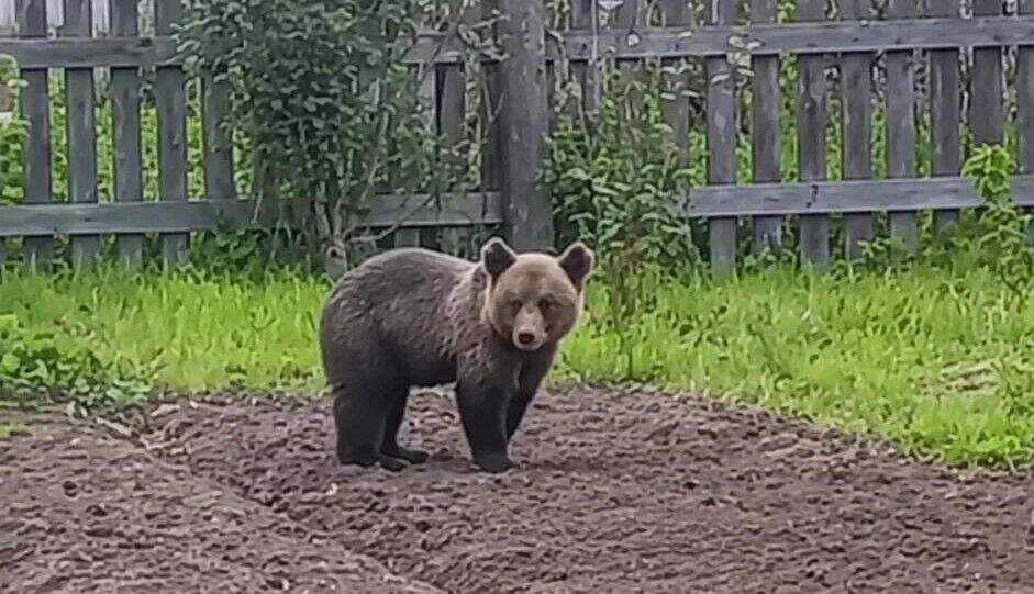 медвежонок