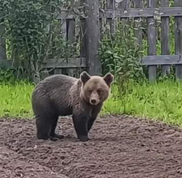 медвежонок