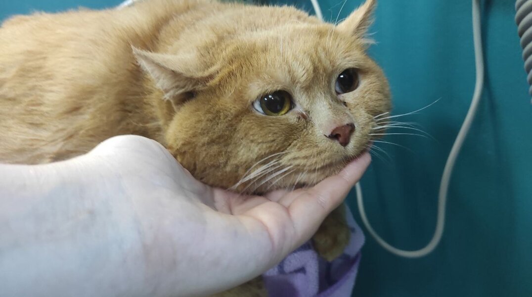 Про толстого кота Крошика из Перми написали мировые издания