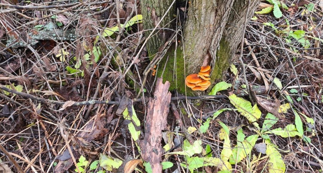 Пермяки снова собирают грибы ведрами, несмотря на конец сезона