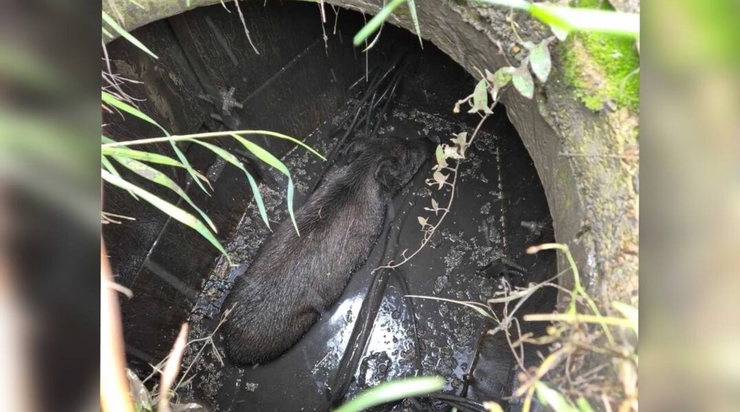 В Прикамье спасатели вытащили из колодца дикого кабана весом в 70 кг