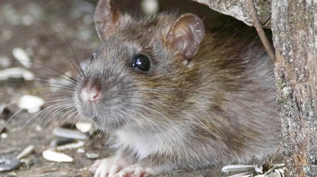 Пермские ветеринары удалили крысе опухоль размером с само животное