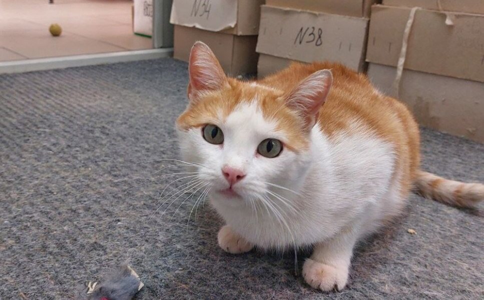 В пермском Политехе поселилась кошка из Мариуполя
