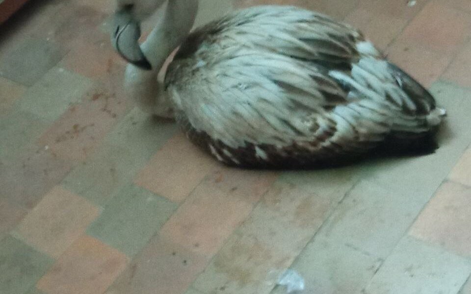 На территорию завода в Пермском крае приземлился обессилевший фламинго. Видео