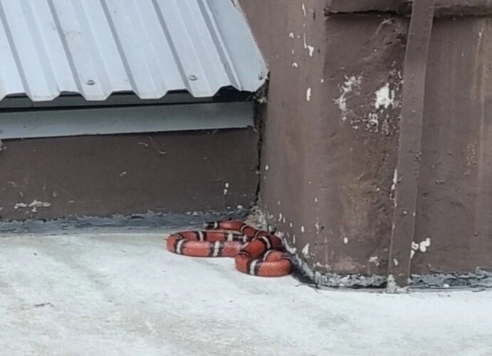 Пермяков напугала огромная тропическая змея во дворе дома. Видео