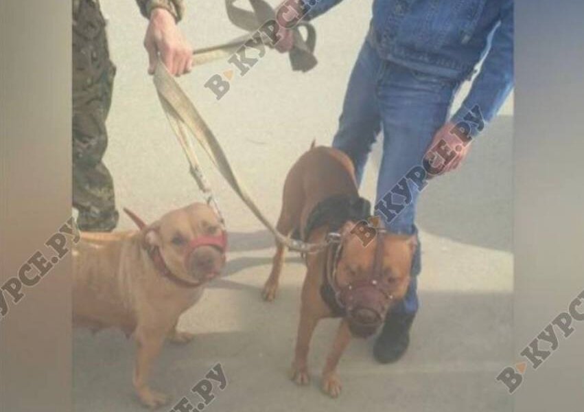 «Мои собаки самые нежные»: что говорят родственница пострадавшего от укусов собак и их владелец