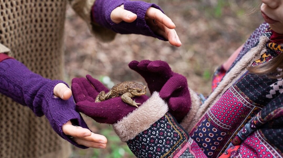 В Перми спасли почти десять тысяч жаб
