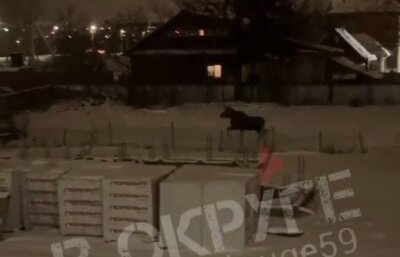 Жители Пермского округа стали чаще замечать диких животных вблизи домов