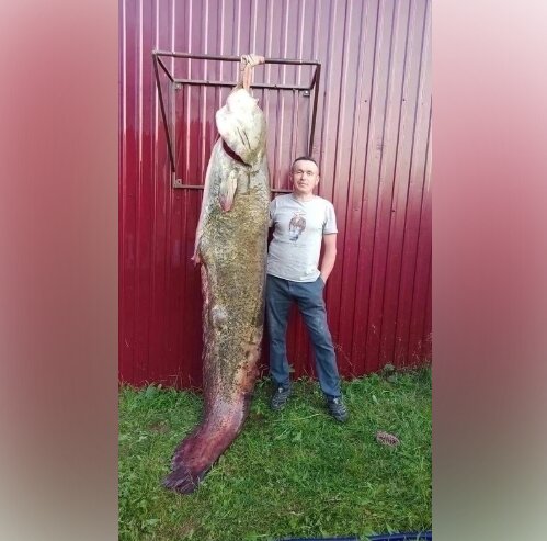 В Пермском крае рыбаки поймали 100-килограммового сома