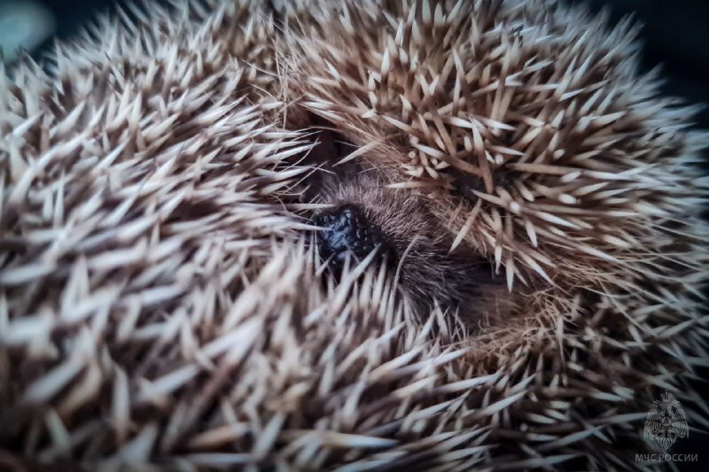 В Пермском крае на лесном пожаре спасли ежика