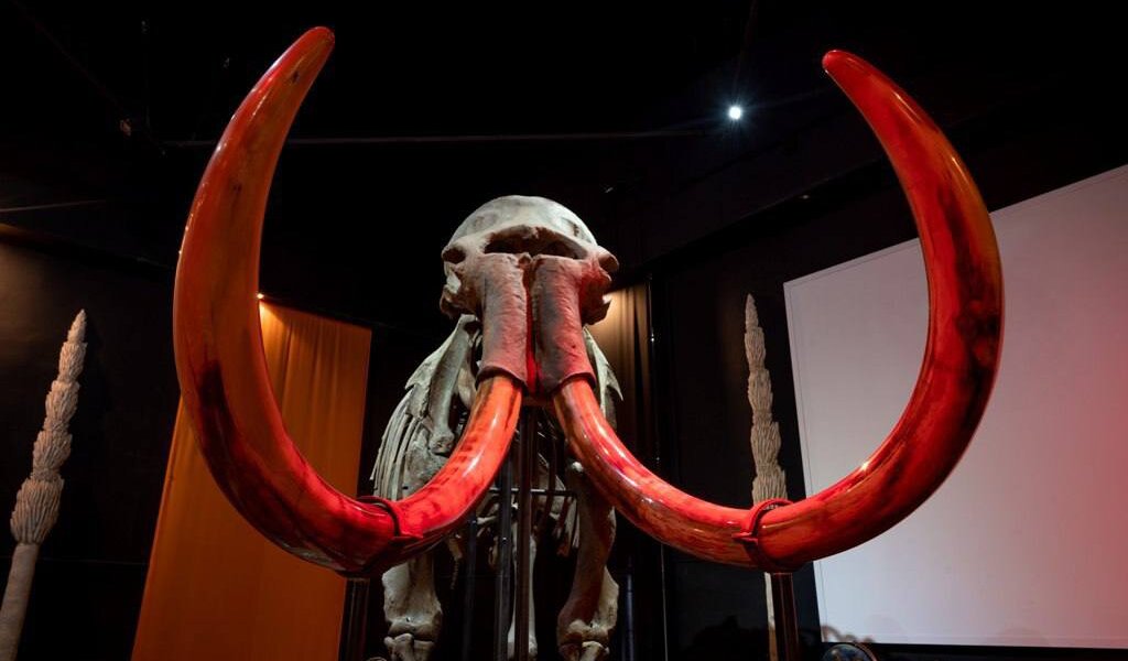 Музей «Пермский период» на новой площадке выставит в семь раз больше экспонатов