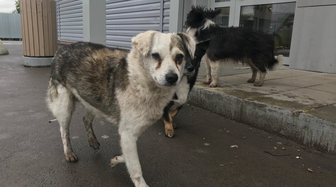 В центре Перми пройдет акция «Собака-Обнимака»