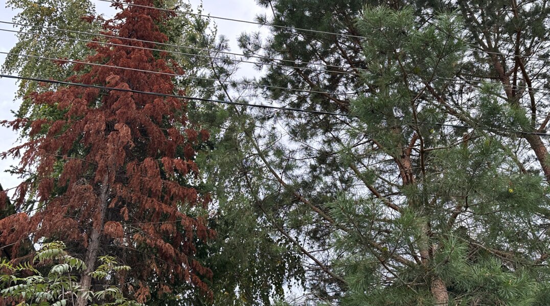 В Пермском крае вновь введен карантин из-за уссурийского полиграфа