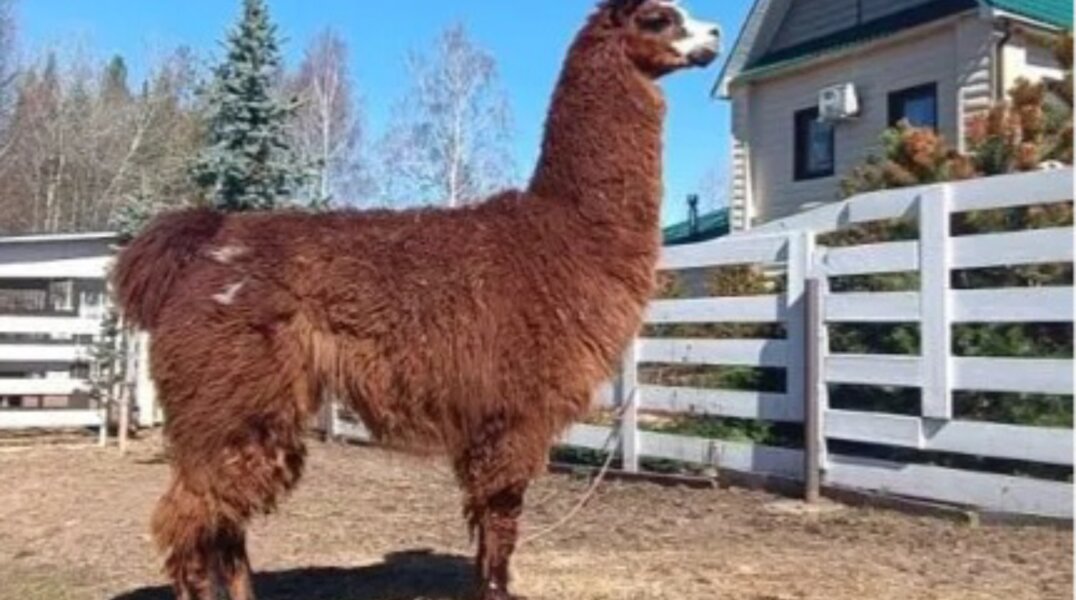 В Перми продают агрессивного альпака за 400 тысяч рублей