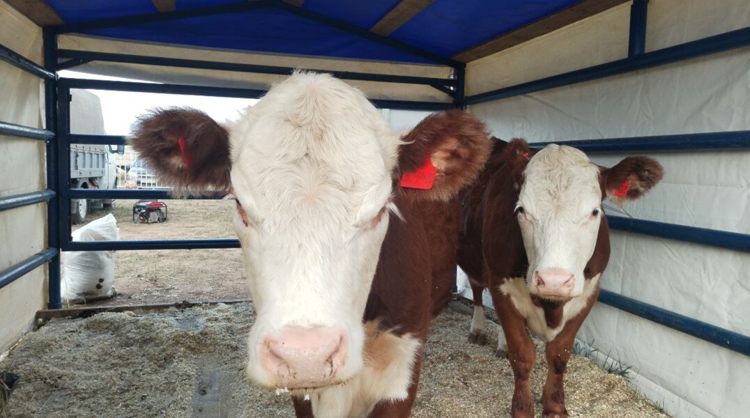 Дефиле коров и гонки на тракторах: в Прикамье стартовал «Агрофест – 2023»