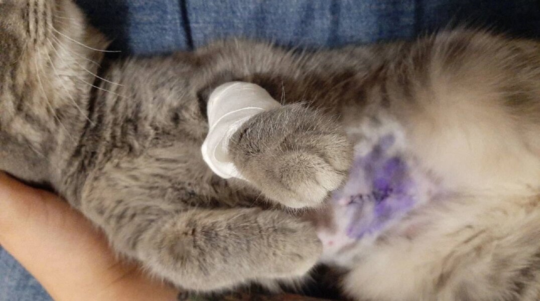 Число пострадавших животных в пермской ветклинике увеличилось до 26