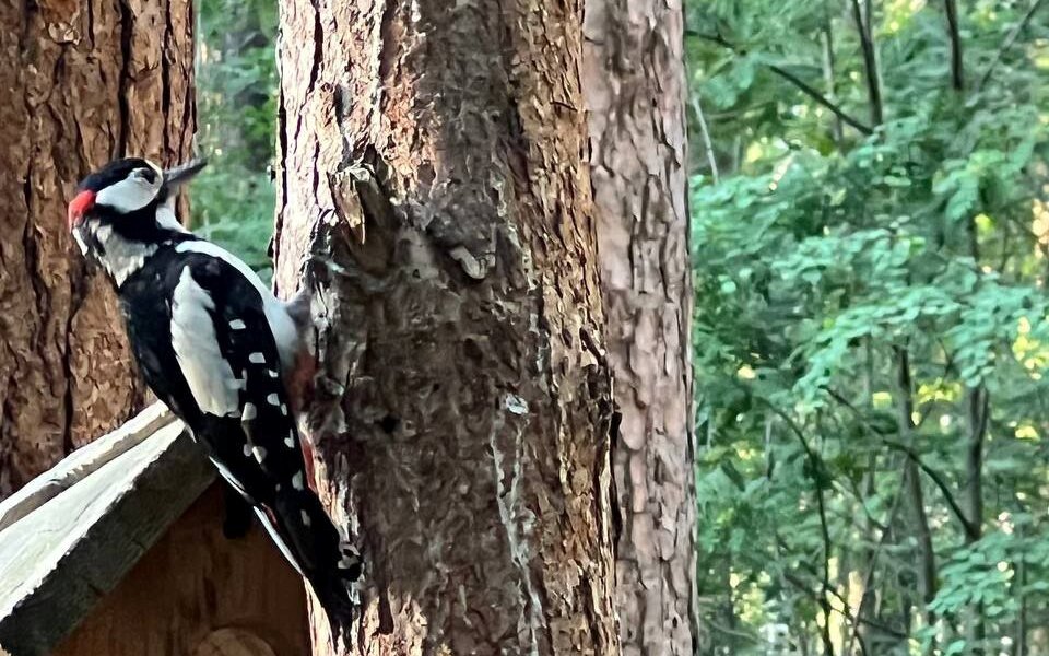 Экопарк «Южный лес» станет частью проекта «Зеленое кольцо»