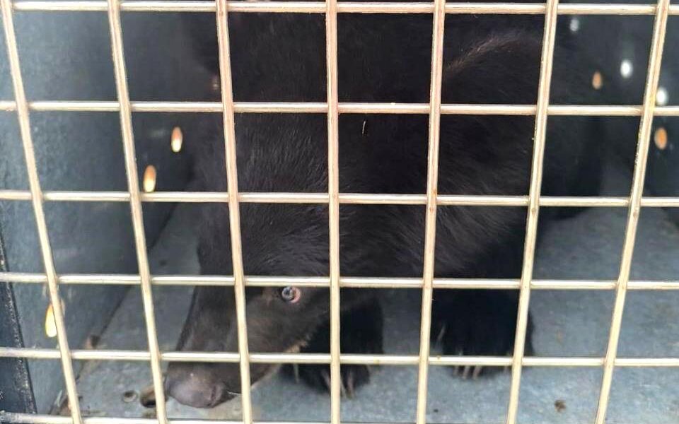 Новым обитателем Пермского зоопарка станет спасенная во Владивостоке гималайская медведица