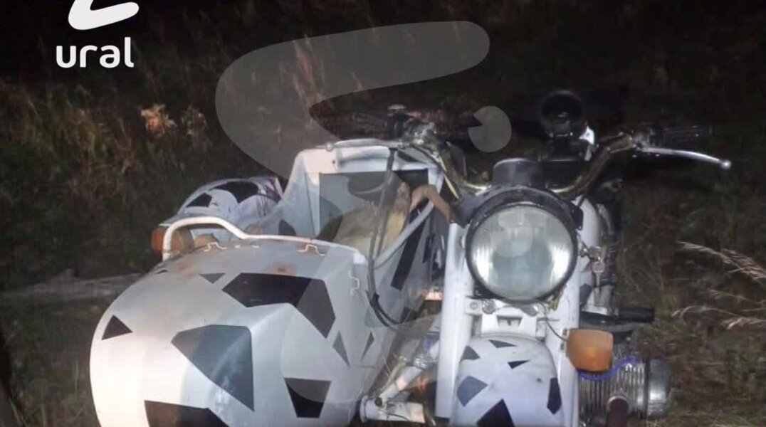 Уральский фермер, спасший косулю, не может найти своего питомца