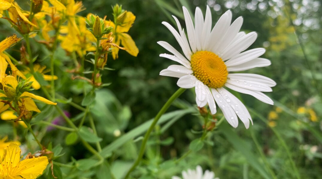 С воскресенья в Пермь придет теплая и сухая погода