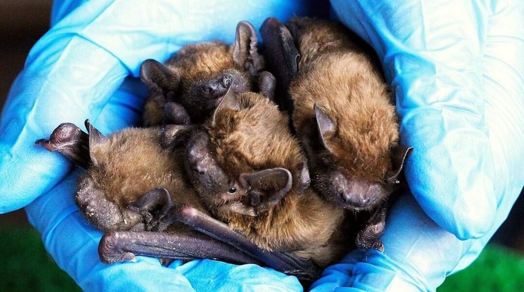 В Перми планируют сделать домики для летучих мышей