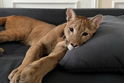 В Подмосковье заживо сожгли домашнюю пуму