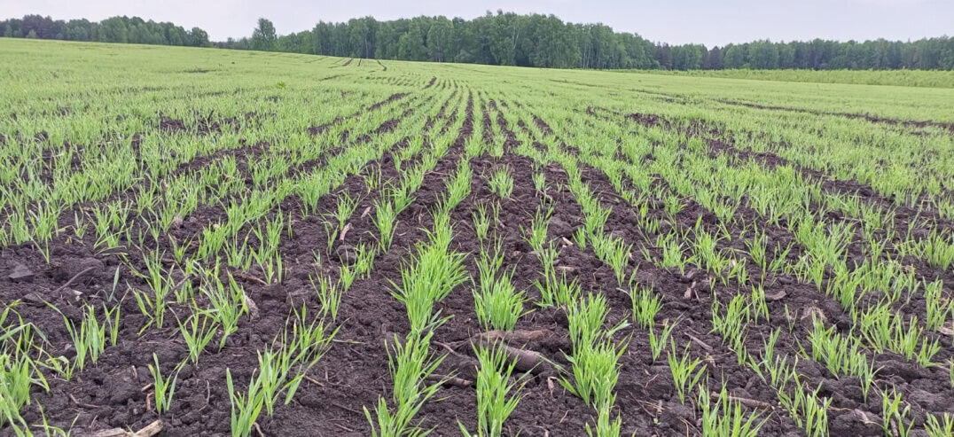 В Прикамье откроют завод по производству витаминно-травяной муки