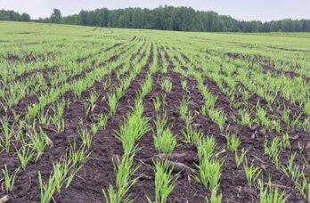 В Прикамье откроют завод по производству витаминно-травяной муки