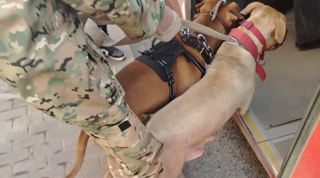 Состояние пермского инженера, пострадавшего от нападения питбулей, резко ухудшилось