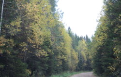 лес