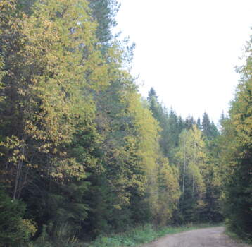 лес