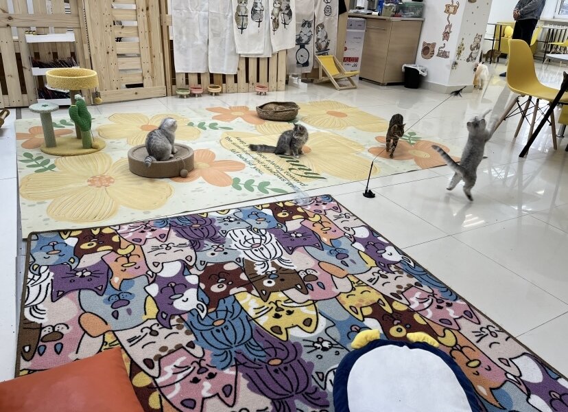 В Перми появится новое котокафе